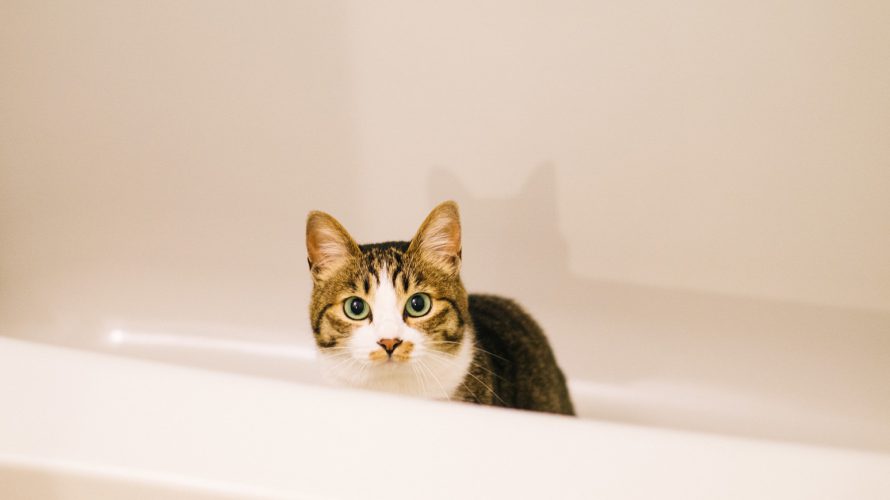 浴槽の猫